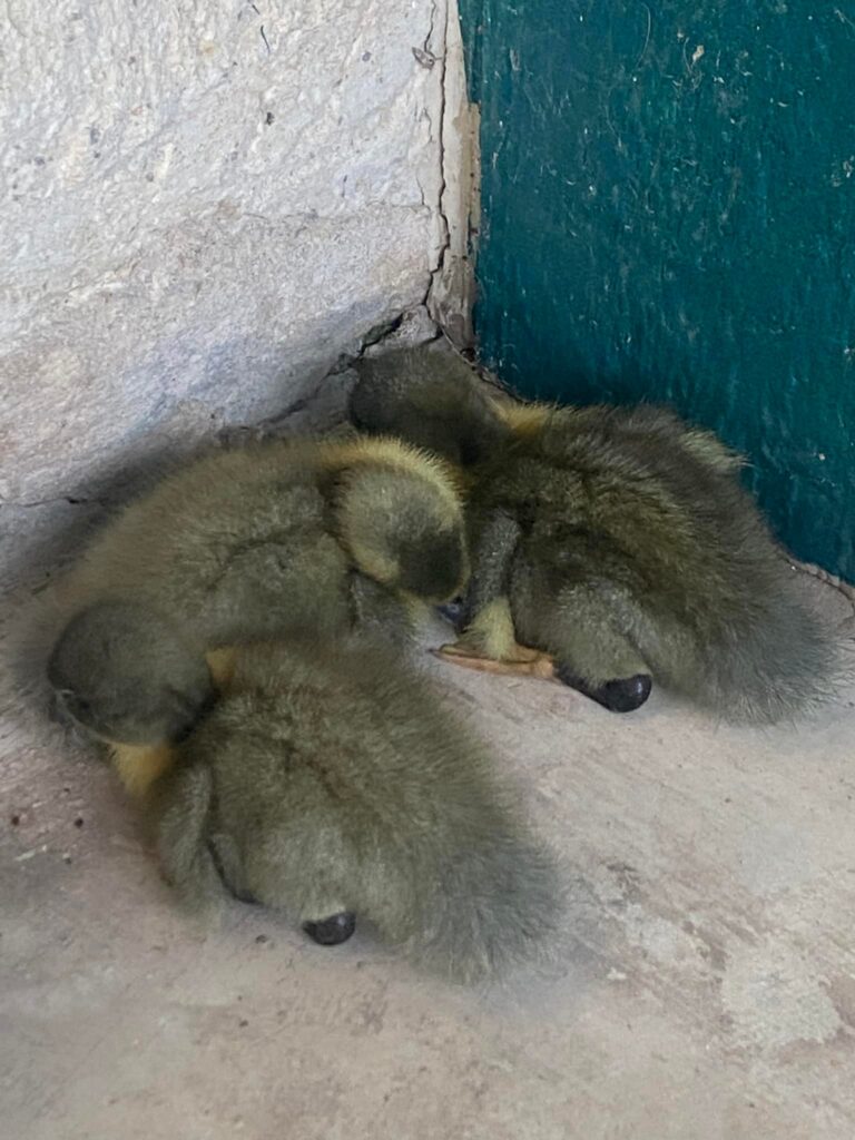 baby ducks